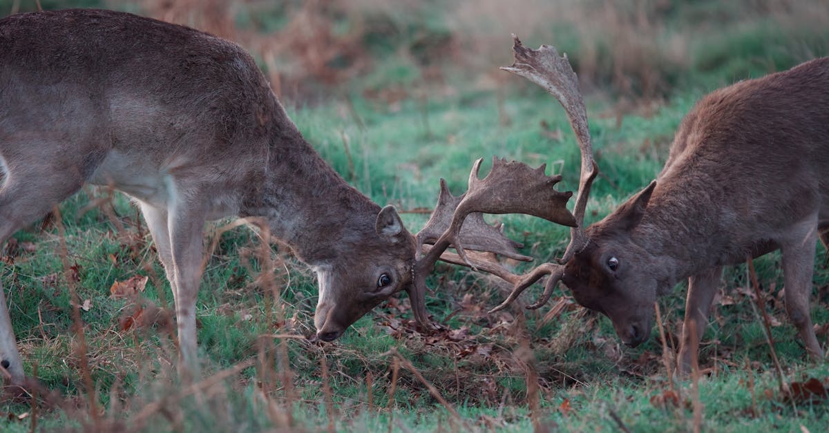 Loire : une assistante d’éducation victime d’agression par quatre élèves dans un collège du Chambon-Feugerolles