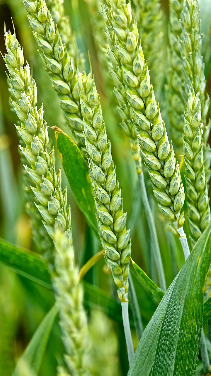 découvrez les résultats du baccalauréat de juin 2025, consultez les notes, classements et analyses détaillées pour cette session importante.