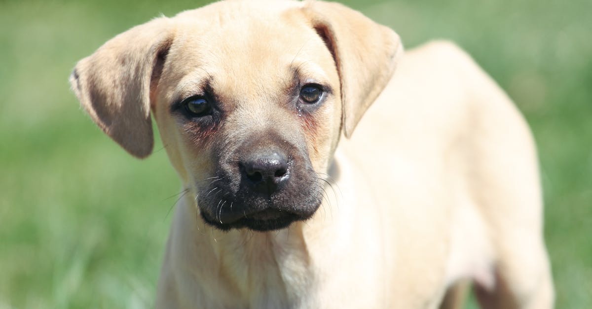 découvrez les bienfaits du massage canin pour le bien-être et la santé de votre chien. techniques, conseils et astuces pour soulager douleurs, stress et améliorer la mobilité de votre compagnon à quatre pattes.