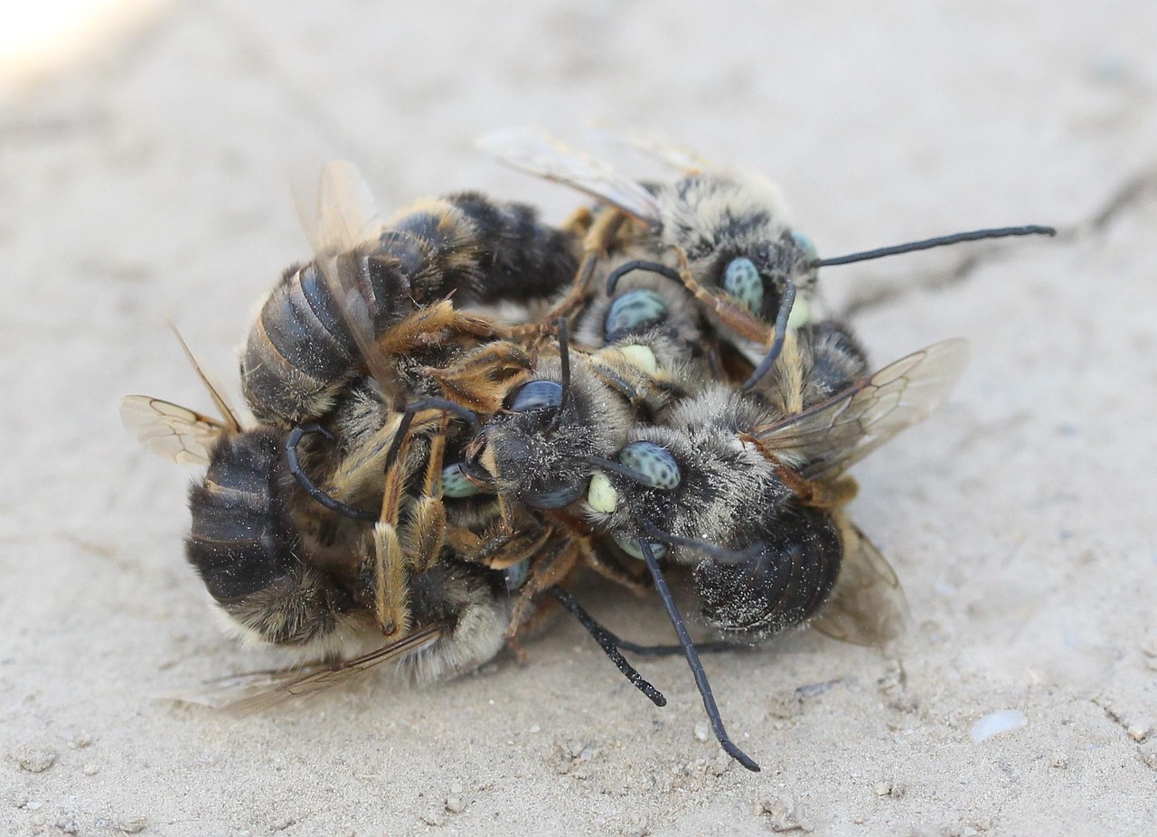 découvrez l'intensité et les enjeux d'une confrontation captivante, où chaque moment compte et les décisions façonnent l'issue.