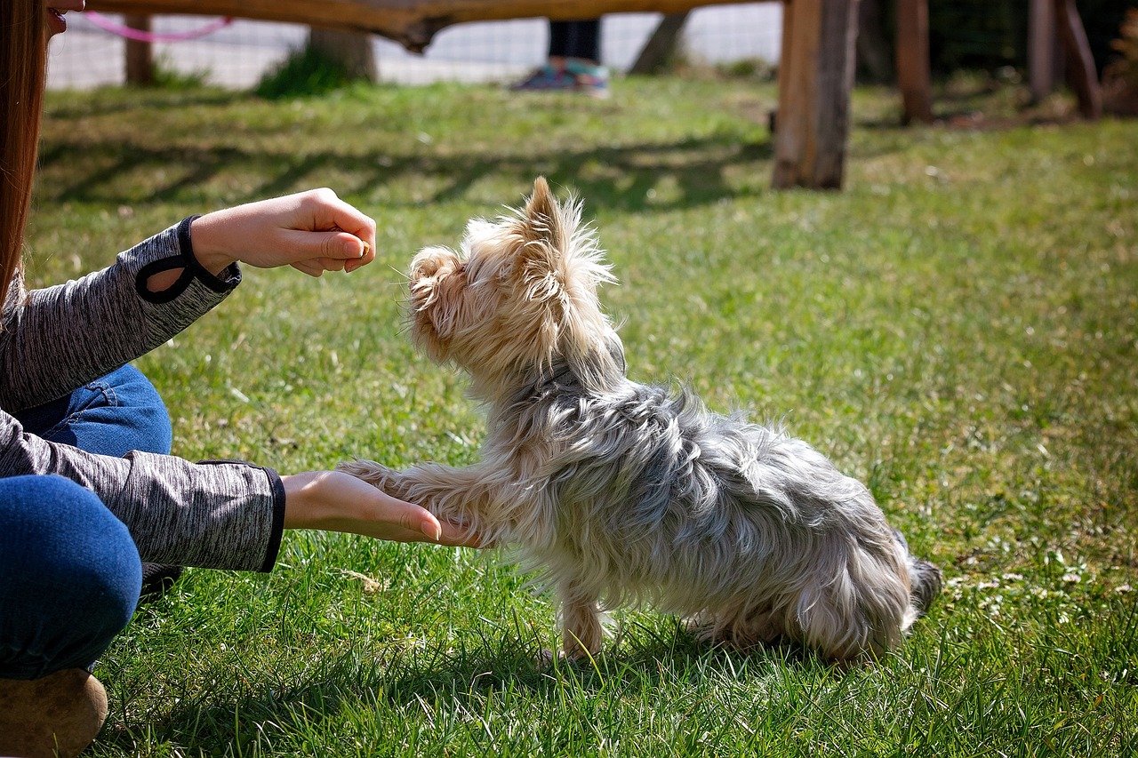 découvrez des techniques efficaces pour éduquer votre chien avec notre guide complet sur l'entraînement canin. améliorez le comportement de votre animal et renforcez votre lien grâce à des conseils pratiques adaptés à toutes les races.