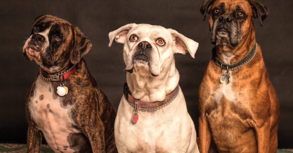 découvrez des conseils pratiques et efficaces pour le dressage de chiens. améliorez l’obéissance, la sociabilité et le comportement de votre compagnon grâce à nos méthodes de dressage adaptées à tous les niveaux.