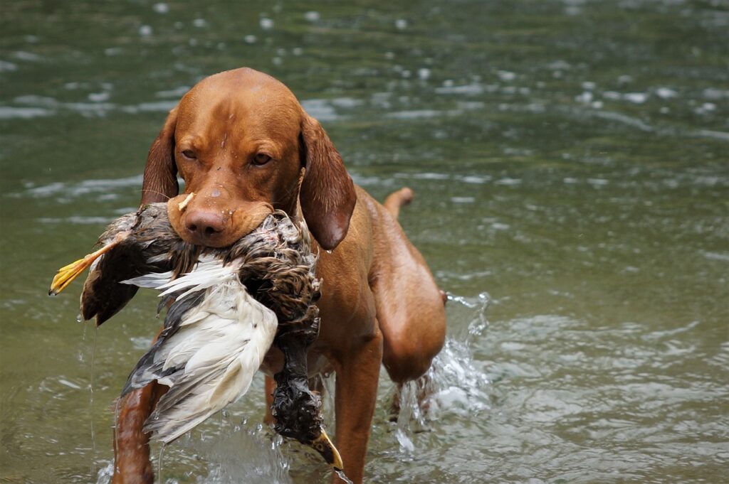 découvrez des conseils et méthodes efficaces pour dresser votre chien, améliorer son obéissance et renforcer votre complicité. guide complet sur l’éducation canine, adapté à tous les niveaux.