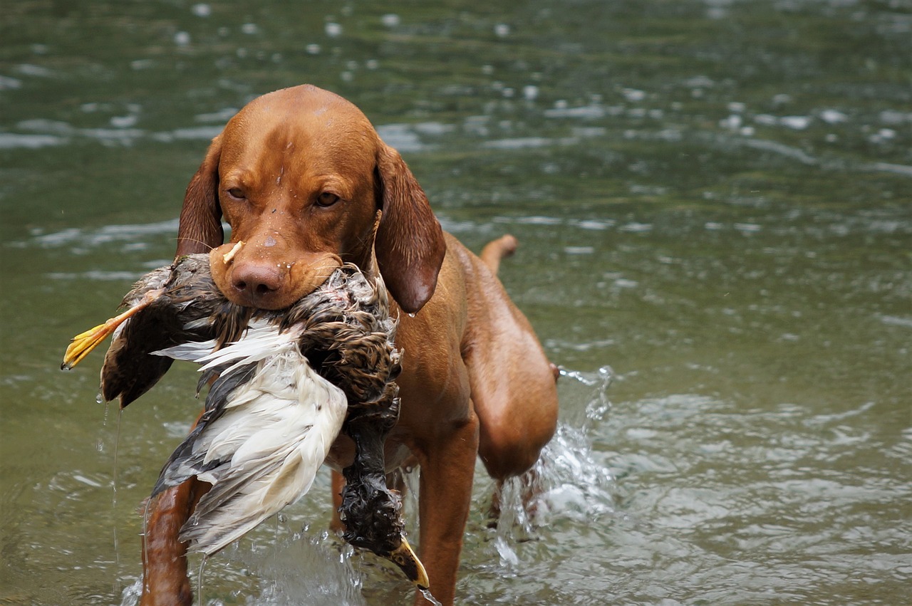découvrez des conseils et méthodes efficaces pour dresser votre chien, améliorer son obéissance et renforcer votre complicité. guide complet sur l’éducation canine, adapté à tous les niveaux.