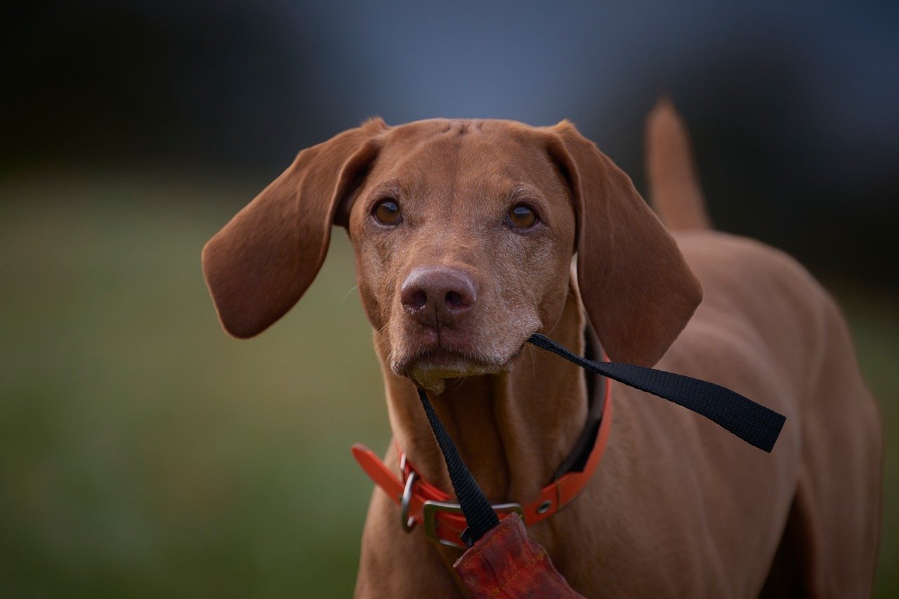 découvrez nos conseils et techniques efficaces pour le dressage de chien. apprenez à éduquer votre compagnon à quatre pattes avec des méthodes positives adaptées à tous les niveaux.
