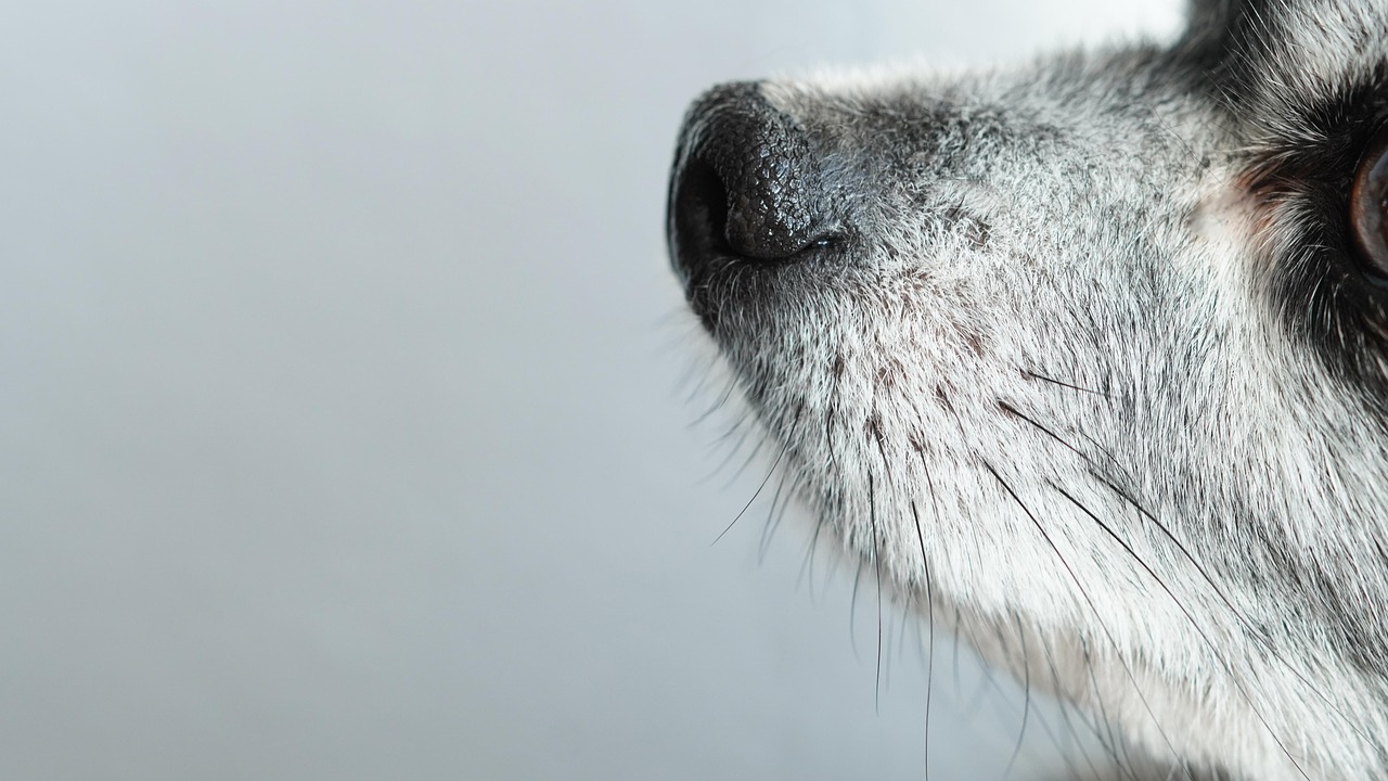 découvrez tout sur le nez du chien : son rôle essentiel, son fonctionnement unique et son importance pour la santé et le bien-être de votre compagnon à quatre pattes.