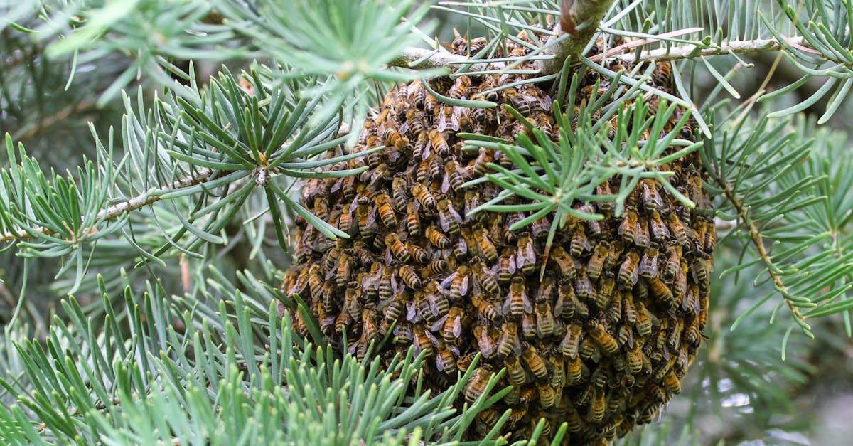 des programmes écologiques innovants pour les jeunes en dehors du système éducatif traditionnel