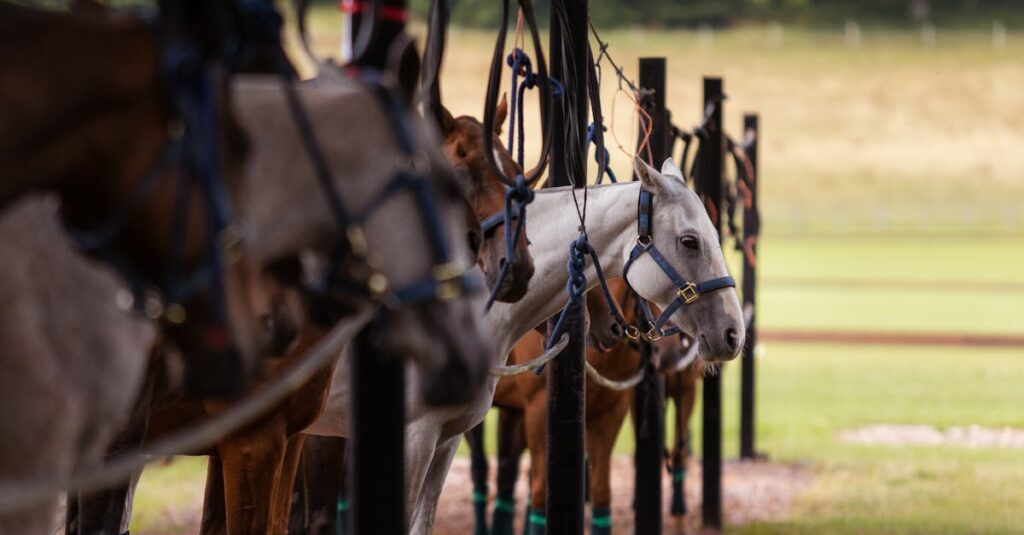 découvrez le monde équine : actualités, conseils de soins, nutrition, santé et bien-être des chevaux pour passionnés et professionnels du milieu équestre.