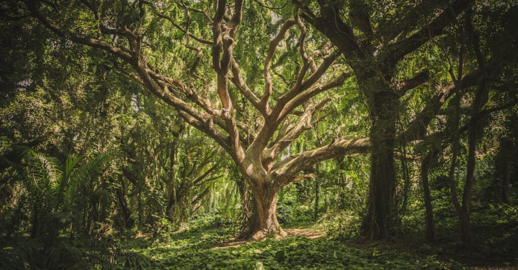 découvrez tout sur le forestry : techniques, gestion durable des forêts, innovations et conseils pour une exploitation responsable des ressources forestières.