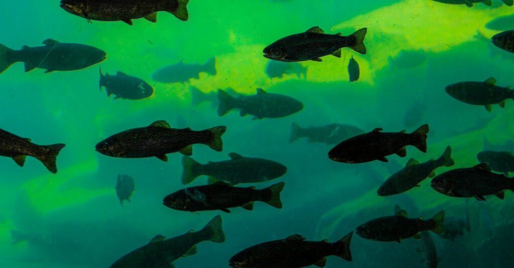 découvrez l'éducation marine : programmes d'apprentissage sur les océans, la vie marine et la préservation de l'environnement marin pour sensibiliser et former les générations futures.